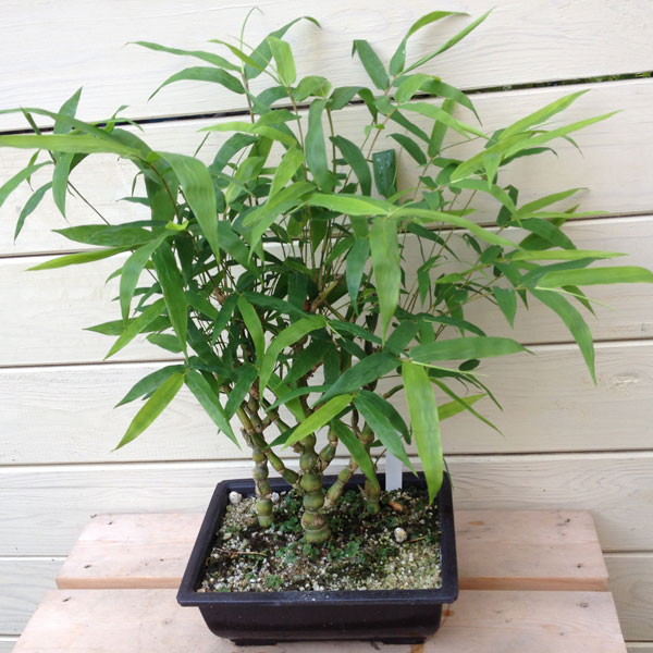 竹盆栽：大福竹（仏肚竹）3本仕立て | 盆栽素材,苗(雑木) | 遊恵盆栽 本店