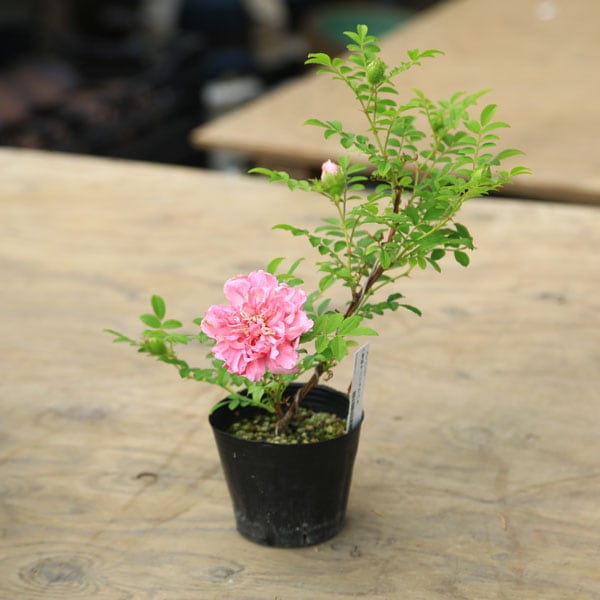 苗 八重サンショウバラ すべての商品 遊恵盆栽 本店