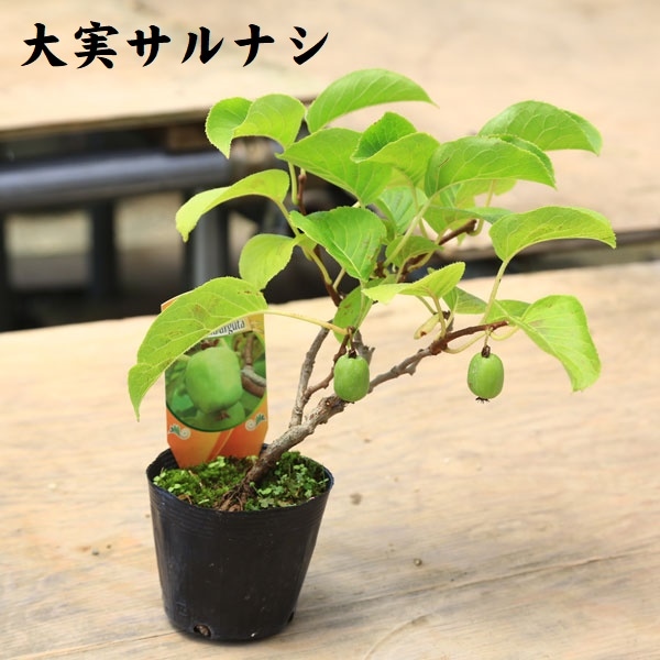 cheer出品❗ジャンボサルナシ4株お届けいたします。 cheer様専用出品