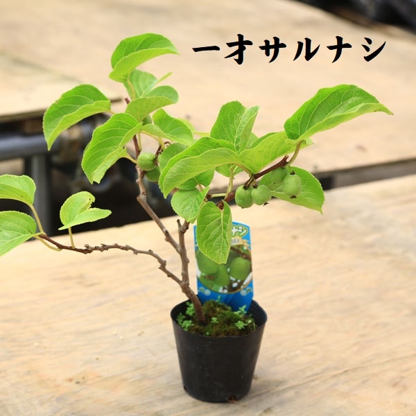 cheer出品❗ジャンボサルナシ4株お届けいたします。 cheer様専用出品