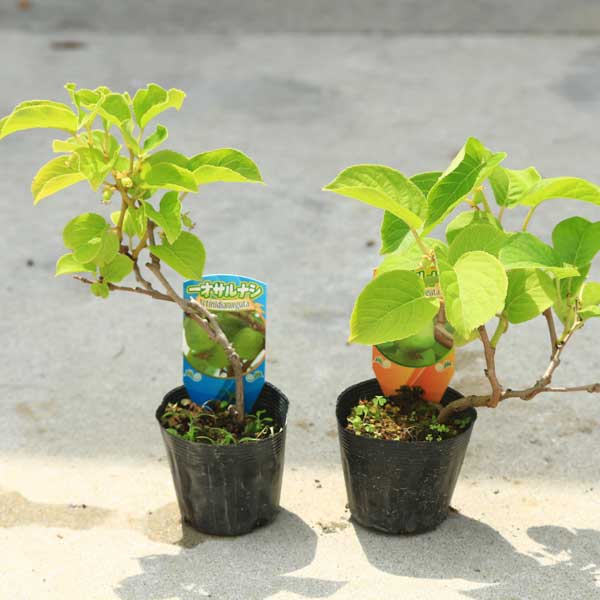 品種選べる苗：サルナシ*ジャンボサルナシ（大実）もしくは 一才