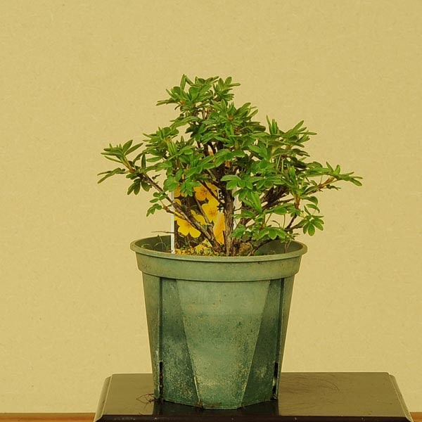 苗：金露梅(キンロバイ) | 盆栽素材,苗(花物・実物),～1000円まで