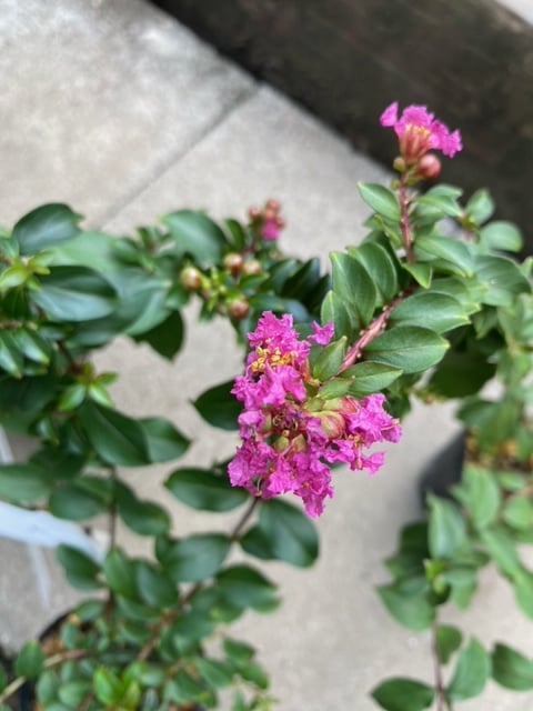 苗：八房さるすべり*サルスベリ 姫サルスベリ百日紅 | 盆栽素材,苗(花