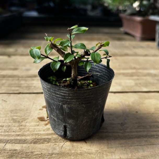 苗：八房さるすべり*サルスベリ 姫サルスベリ百日紅 | 盆栽素材,苗(花