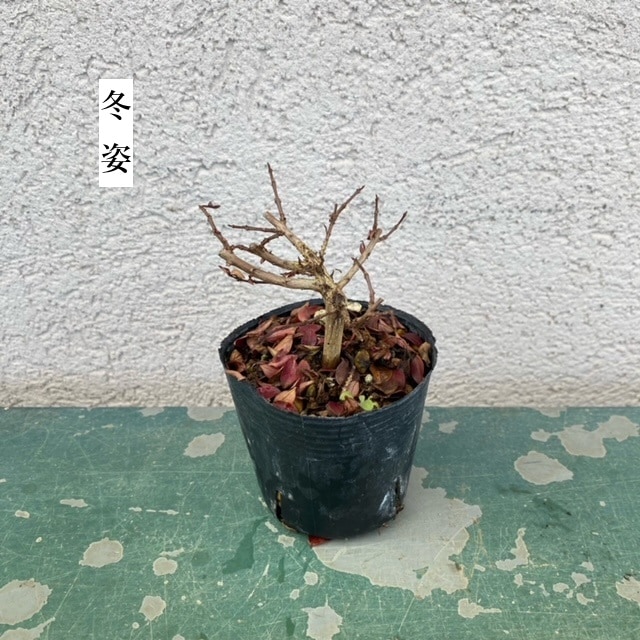 苗：八房さるすべり*サルスベリ 姫サルスベリ百日紅 | 盆栽素材,苗(花