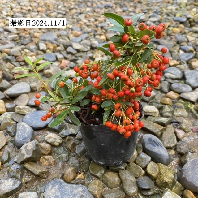 ピラカンサ 苗：ピラカンサ*ぴらかんさ | 盆栽素材,苗(花物・実物),～1000円まで