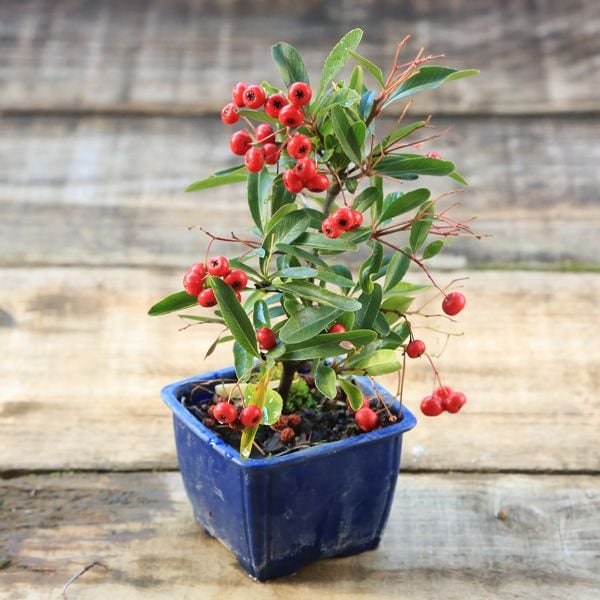 苗：ピラカンサ*ぴらかんさ | 盆栽素材,苗(花物・実物),～1000円まで