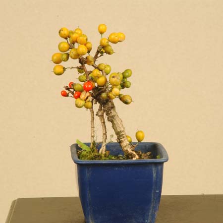 苗：つる梅もどき* ツルウメモドキ 梅擬 | 盆栽素材,苗(花物・実物