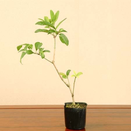 苗：まゆみ(オス)マユミ 真弓 | 盆栽素材,雄木各種(オス木) | 遊恵盆栽