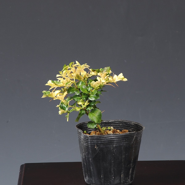 苗：斑入りありどおし(一両) | 盆栽素材,苗(花物・実物),～1000円まで