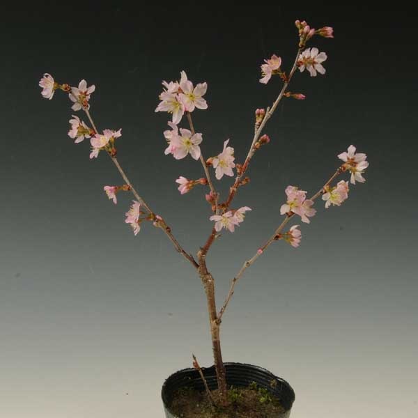 苗：啓翁桜(けいおうさくら)*ケイオウサクラ | 盆栽素材,苗(花物・実物