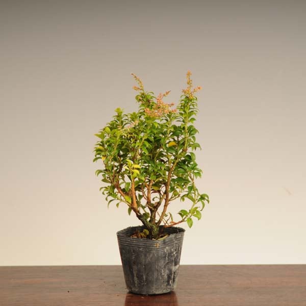 苗：極姫あせび* | 盆栽素材,苗(花物・実物),～1000円まで | 遊恵盆栽 本店