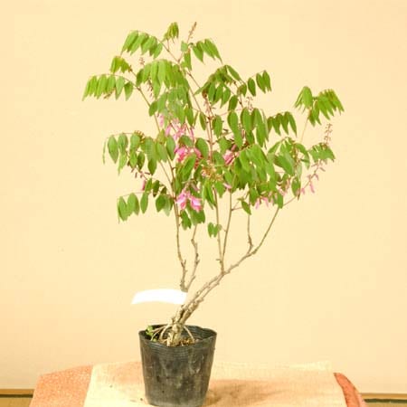 庭藤盆栽（持ち込み古い） 楽天市場】藤のお花を楽しむフジ盆栽ギフト