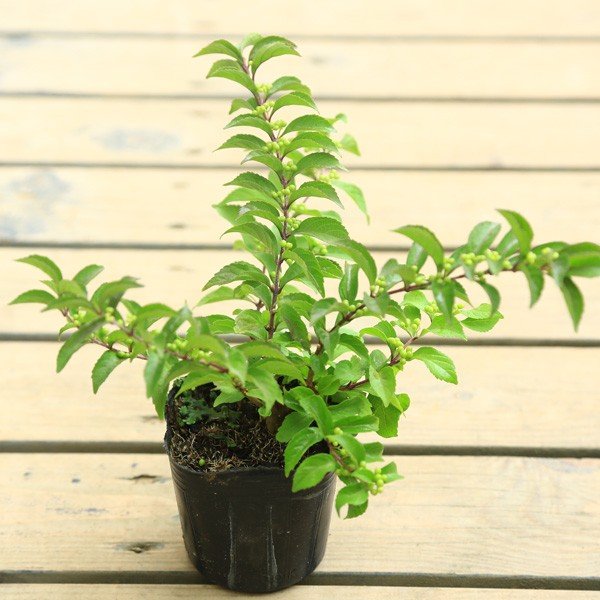 苗：紫式部*むらさきしきぶ/ムラサキシキブ | 盆栽素材,苗(花物・実物