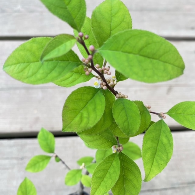 苗：梅もどき(オス)*ウメモドキ 梅擬き | 盆栽素材,雄木各種(オス木