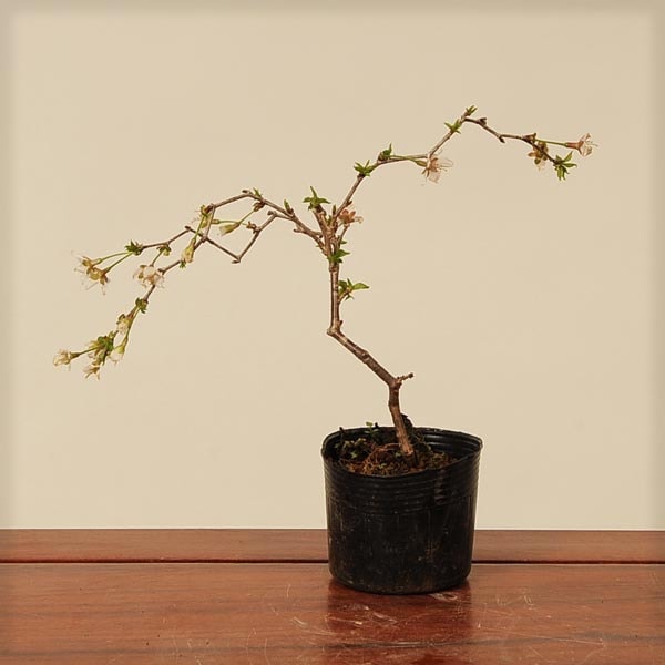 苗：富士桜(湖上の舞) | 盆栽素材,苗(花物・実物),1000円以上 | 遊恵