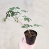 �ġ����ե�����(���褦������)