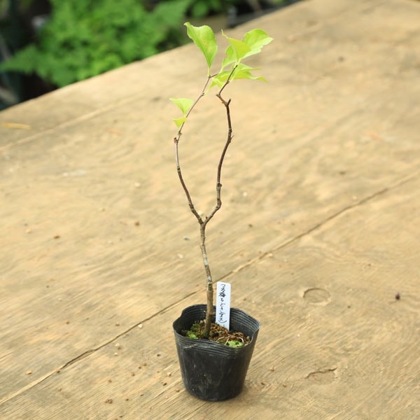 �ġ��Ĥ��ߤ�ɤ�(����)�ĥ륦���ɥ����ߵ���