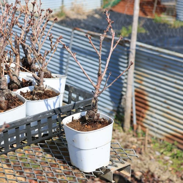 桜　(彼岸桜)　[斜幹木]　中品盆栽素材 10 印刷可能な桜の盆栽、水彩画の花の盆栽、鉢植えの盆栽、盆栽の植物
