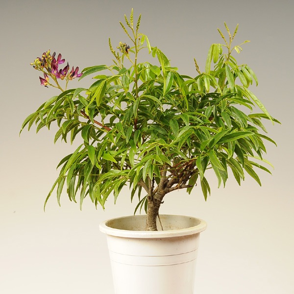 三河盆栽　サッコウフジ　盆栽 苗：台湾さっこう藤 | 盆栽素材,苗(花物・実物),1000円以上 | 遊恵盆栽