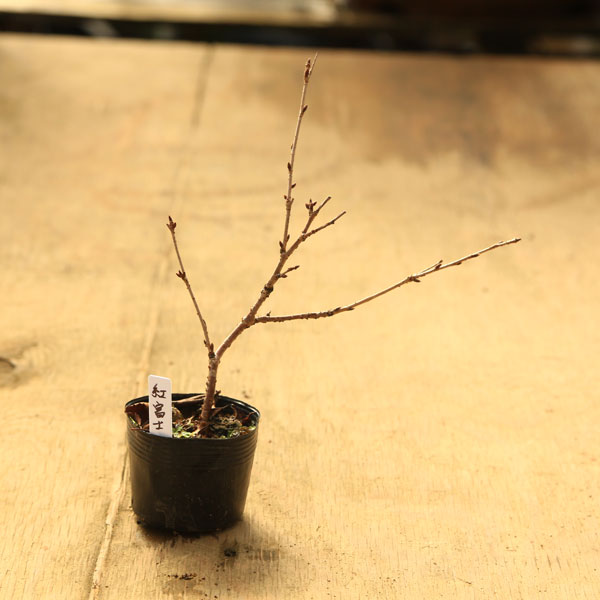 苗：紅富士桜*べにふじさくら⁄ベニフジサクラ-遊恵盆栽 本店