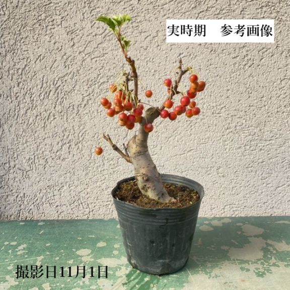 苗：深山かいどう*素焼き鉢入り みやまかいどう ミヤマカイドウ | 盆栽