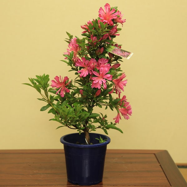 苗：さつき（はなびん） | 盆栽素材,苗(花物・実物),1000円以上 | 遊恵