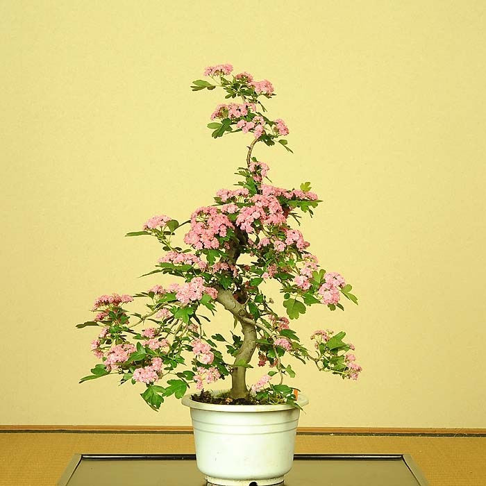 苗 紅花さんざし 大 盆栽素材 苗 花物 実物 1000円以上 遊恵盆栽 本店