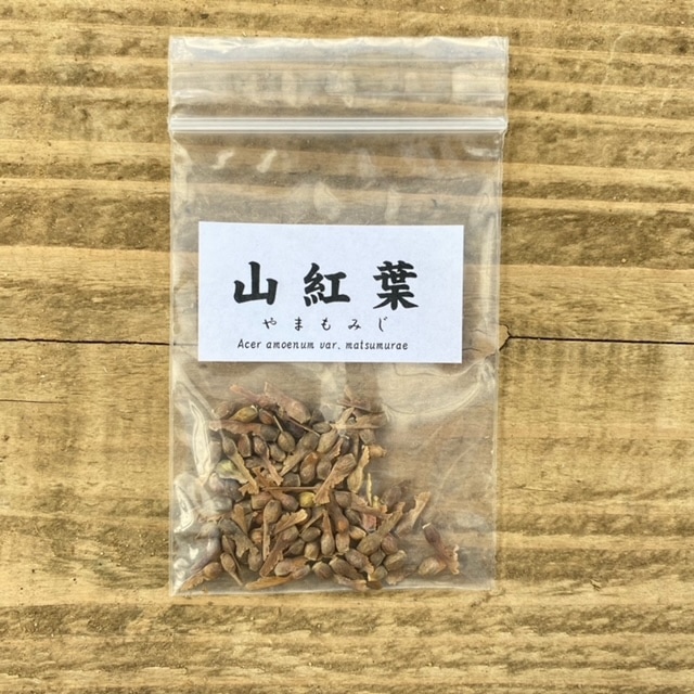 遊恵盆栽：種子 山紅葉*（ヤマモミジ/やまもみじ） | 盆栽素材,種子