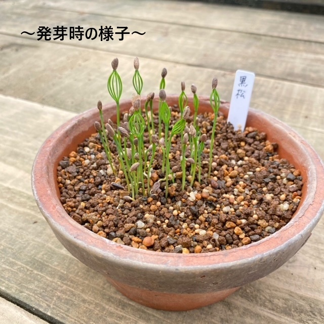 遊恵盆栽：種子 黒松*（くろまつ/クロマツ） | 盆栽素材,種子 | 遊恵