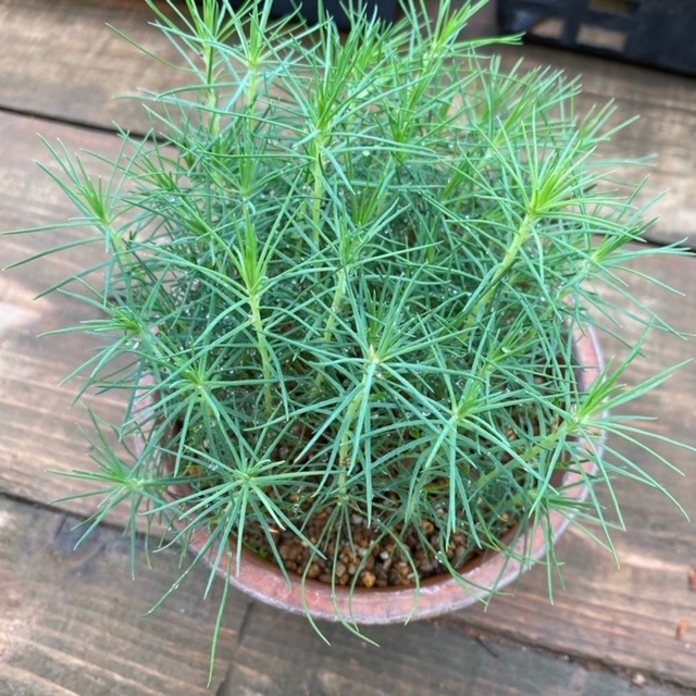 遊恵盆栽：種子 黒松*（くろまつ/クロマツ） | 盆栽素材,種子 | 遊恵