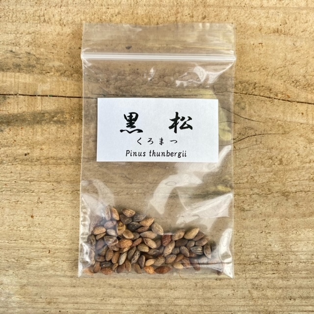 遊恵盆栽：種子 黒松*（くろまつ/クロマツ） | 盆栽素材,種子 | 遊恵