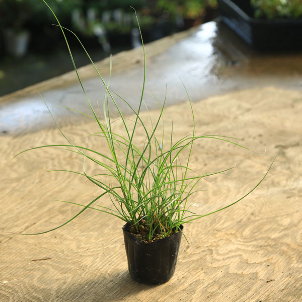 �ġ������𡡲����祹����/�䤯���ޤ�����