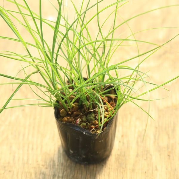 苗：山野草 屋久島ススキ/やくしますすき | 山野草・下草 | 遊恵盆栽 本店