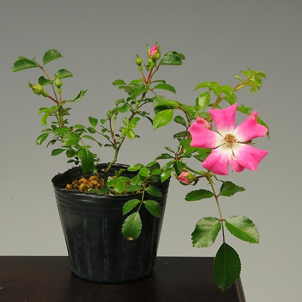 苗：サクラノイバラ | 盆栽素材,苗(花物・実物),～1000円まで | 遊恵
