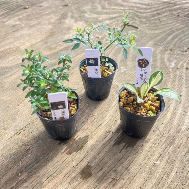 苗：山野草6ヶセット*【得】サンヤソウ さんやそう | 山野草・下草