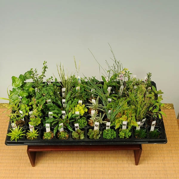 苗：山野草72ヶセット*【得】サンヤソウ さんやそう | 山野草・下草