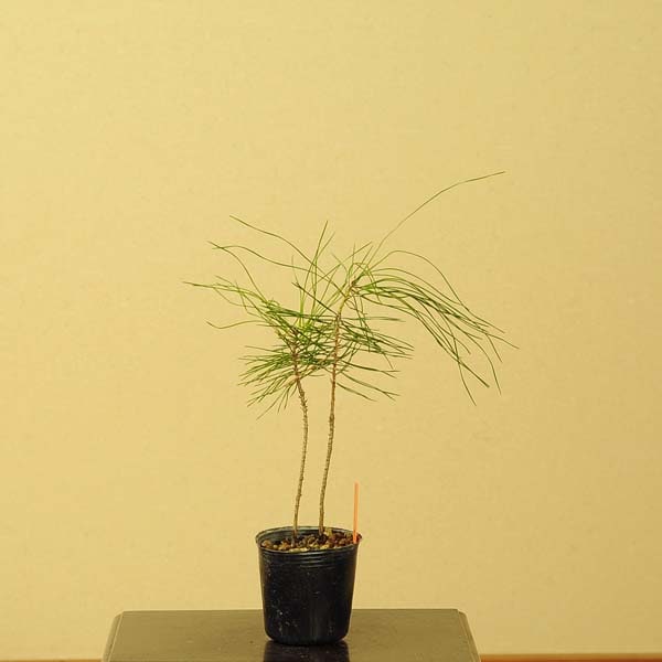 苗：赤松 | 盆栽素材,苗(松柏) | 遊恵盆栽 本店