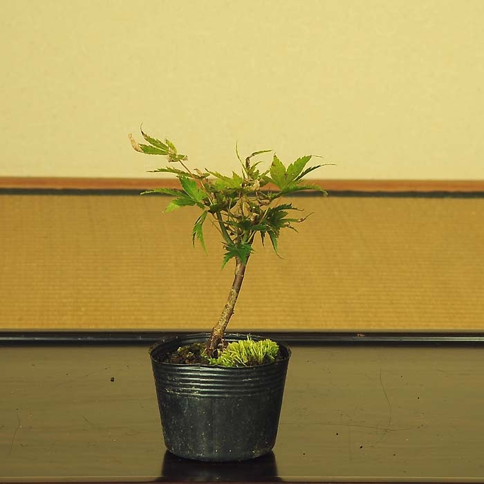 【ガチ盆栽】荒皮もみじ　小品盆栽　太幹 ガチ盆栽】荒皮もみじ 小品盆栽 太幹 ミニ盆栽 もみじ 荒皮性モミジ