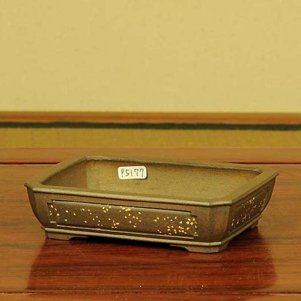 盆栽小鉢　　【和雀】　　希少品　　早い者勝ち 和雀(わじゃく) 13.8cm 【現品】 【送料無料】 | 盆栽鉢・水盤,現代