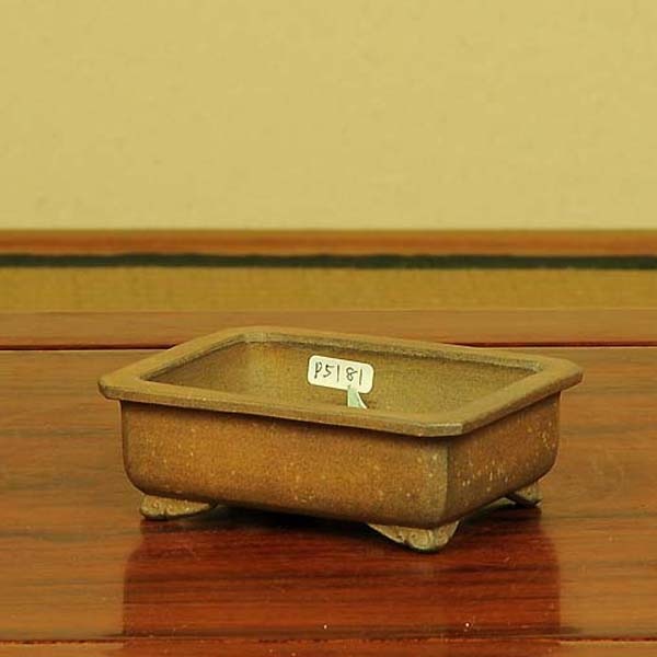 盆栽小鉢　　【和雀】　　希少品　　早い者勝ち 鉢：和雀(わじゃく) 11.1cm 【現品】 【送料無料】*資材 | 盆栽鉢