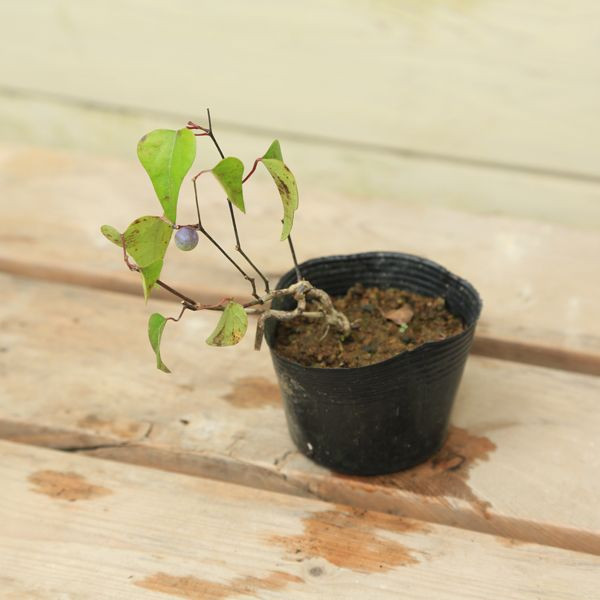 苗：青つづらふじ(メス)*アオツヅラフジ 雌 | 盆栽素材,苗(花物・実物