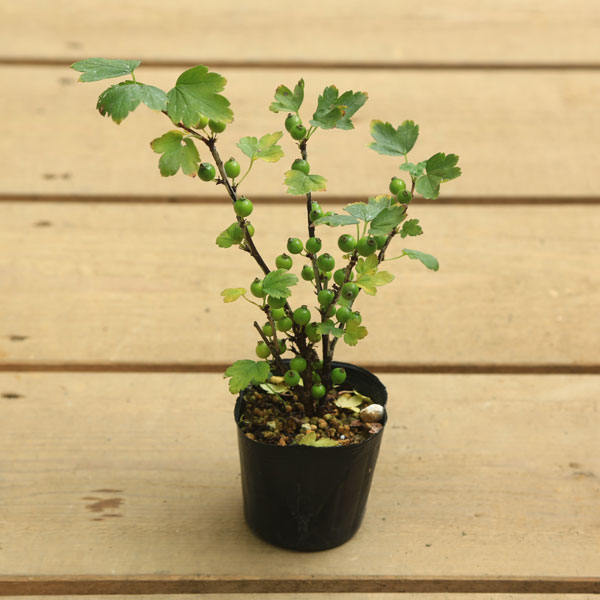 No.57 ヤブサンザシ　(メス) 苗：やぶさんざし（メス）*ヤブサンザシ 藪山査子 | 盆栽素材,苗(花物