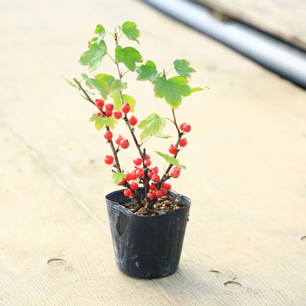 苗 やぶさんざし メス 盆栽素材 苗 花物 実物 1000円以上 遊恵盆栽 本店