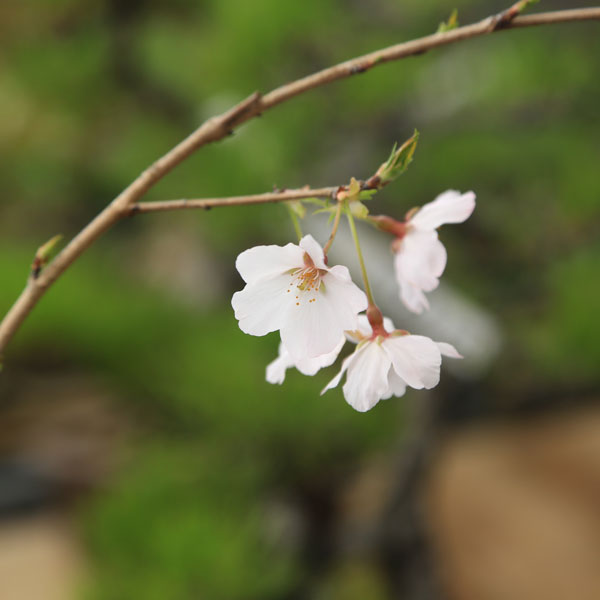 苗：神山しだれ桜 | 盆栽素材,苗(花物・実物),1000円以上 | 遊恵盆栽 本店