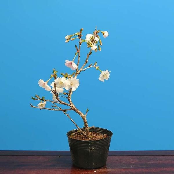 遊恵盆栽 豆助ミニ盆栽 富士桜【さきがけ】 桜盆栽：富士桜(信濃寒桜