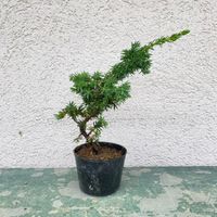 苗：紫杜松 むらさきとしょう ムラサキトショウ | 盆栽素材,苗(松柏