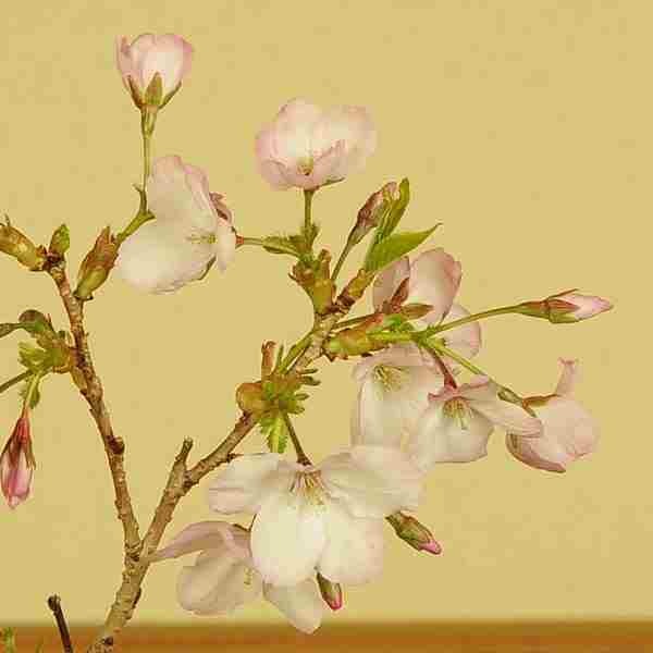 苗：御殿場桜 * ゴテンバザクラ ごてんばさくら g2137 | すべての商品