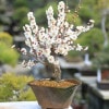 ߺϡ(߸žѷȭ)*̵bonsai2025ǯֽλ