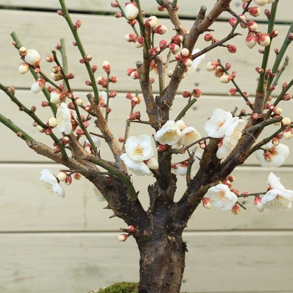 中品盆栽：白梅(大)(萬古焼変形鉢)*【送料無料】bonsai＜2026年早春